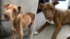 Once-emaciated dog gets lifetime of love thanks to ‘foster fail'