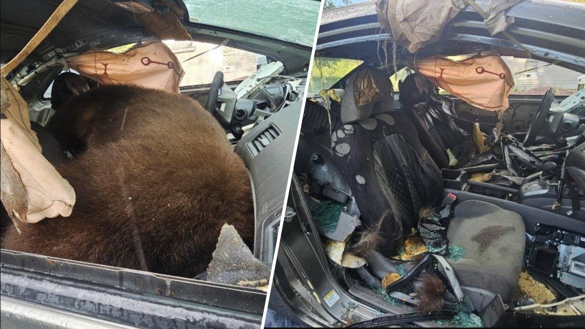 300‑pound bear breaks into car, dies after getting trapped inside