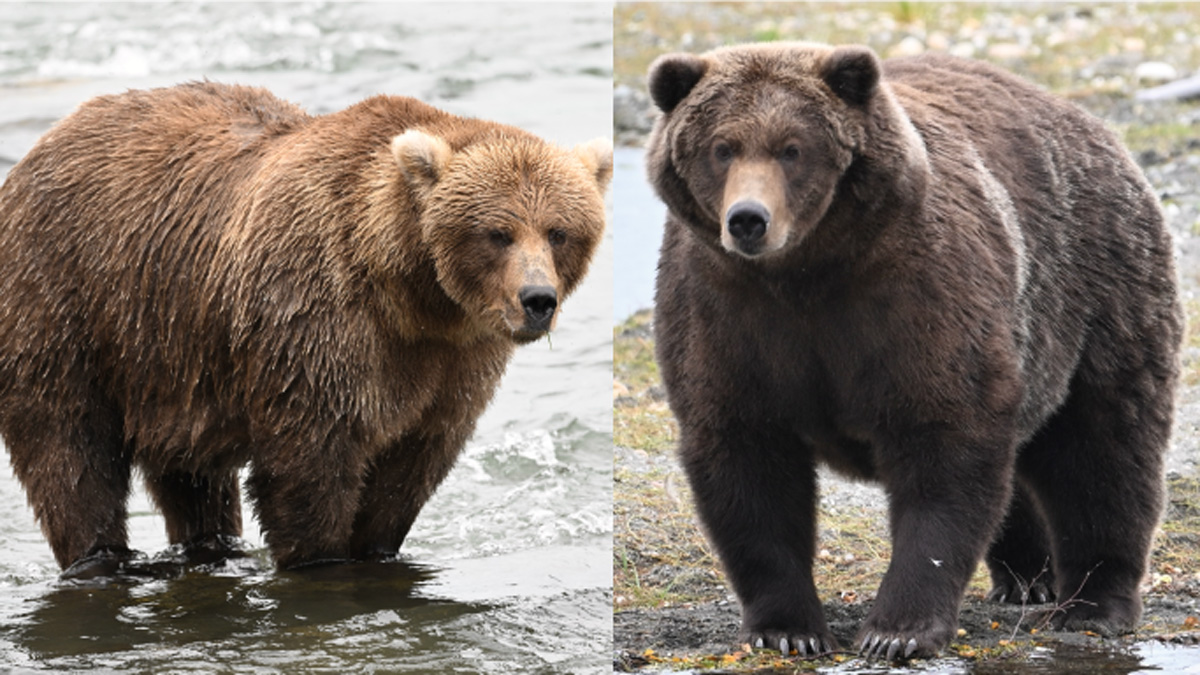 Fat Bear Week contestants, bracket and voting rules for 2026 – NBC Boston