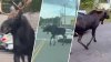 ‘That's a big boy': Moose takes stroll through streets of Gardner