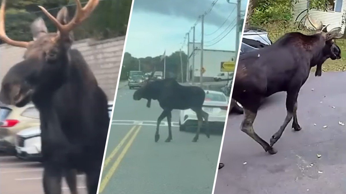 Moose takes stroll through streets of Gardner, MA