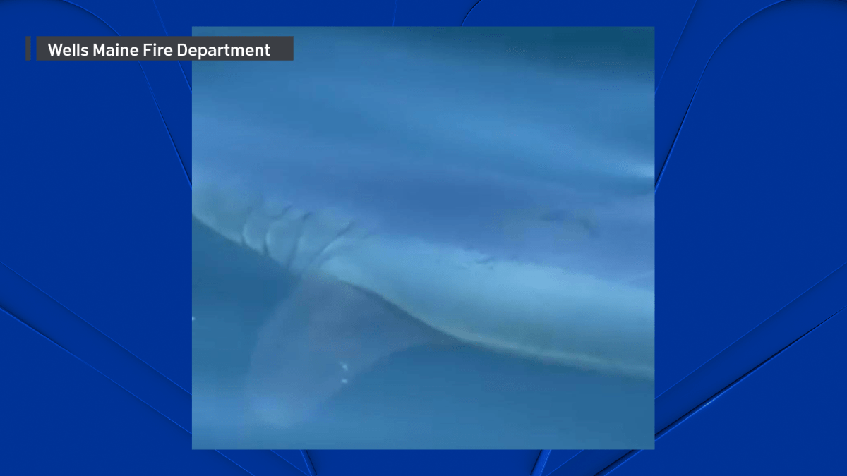 Great white shark spotted on Labor Day near Maine beach