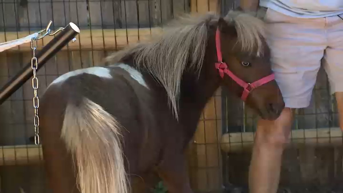 Newton woman fights to keep her miniature horse after neighbor complaints