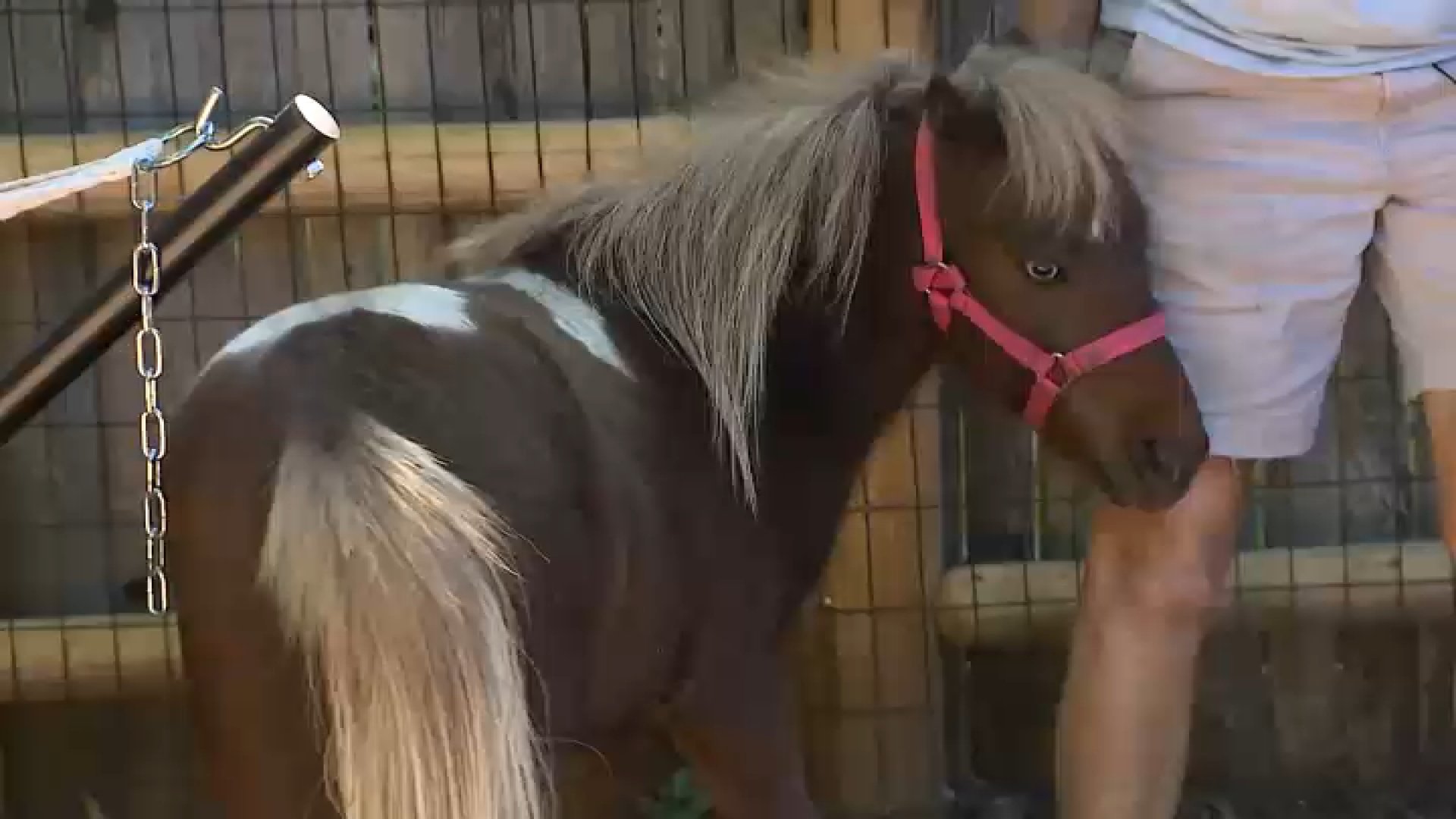 Newton woman has to get rid of her miniature horse, city officials say