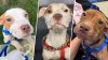 6 malnourished dogs rescued after man reports another's death in Boston, DA says