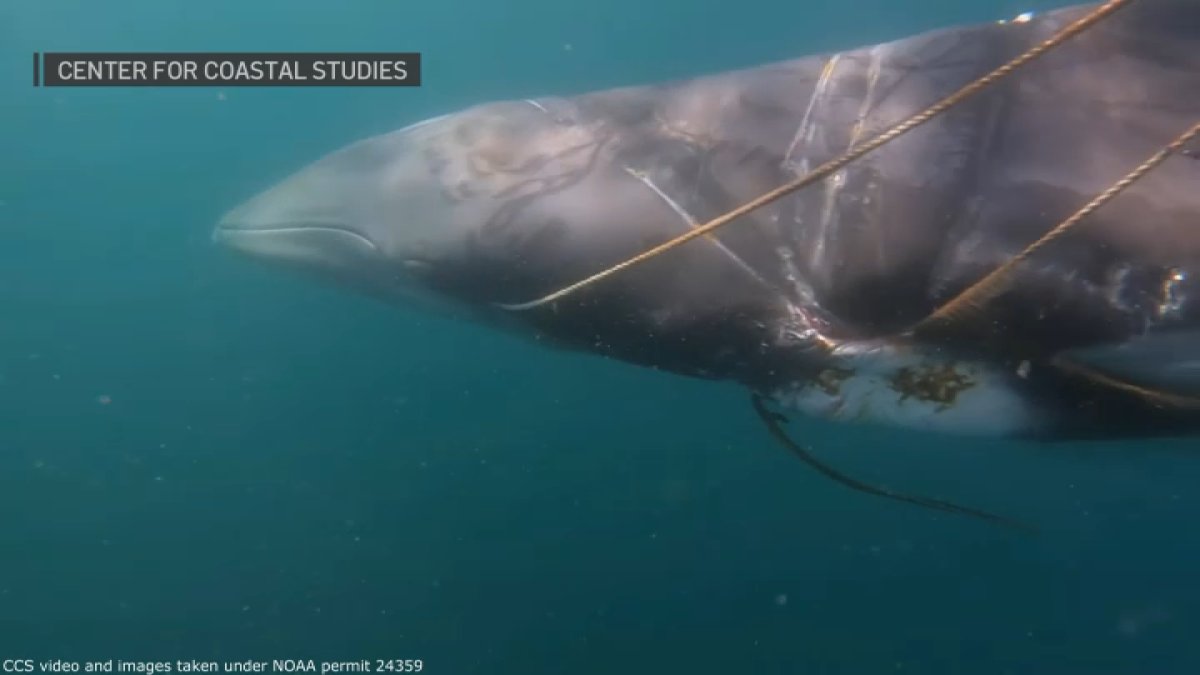 See a ‘very lucky' rescue of a whale entangled in rope off Cape Cod