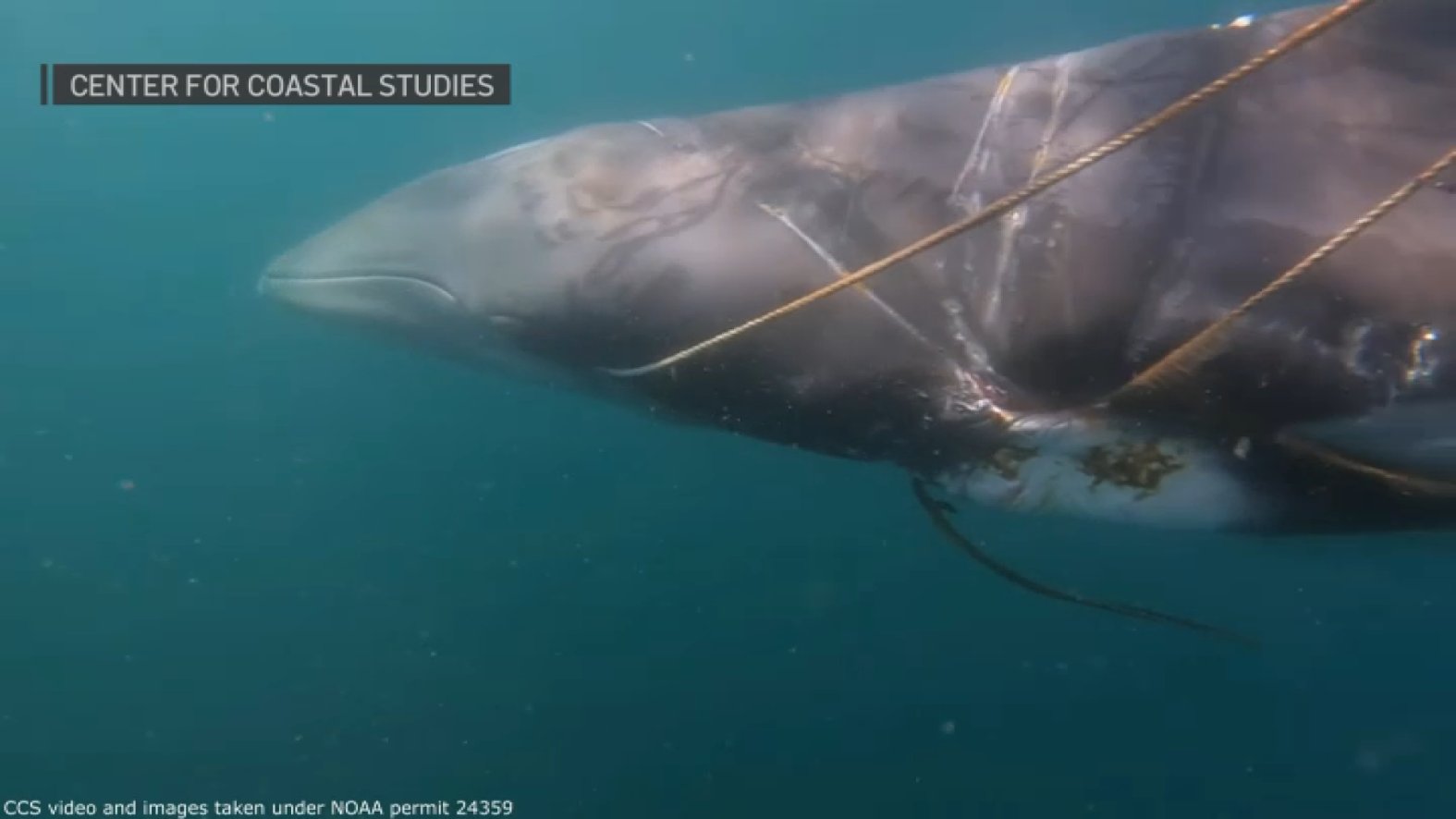 Cut Off Rope Watch Cape Cod whale rope entanglement rescue video – NBC Boston
