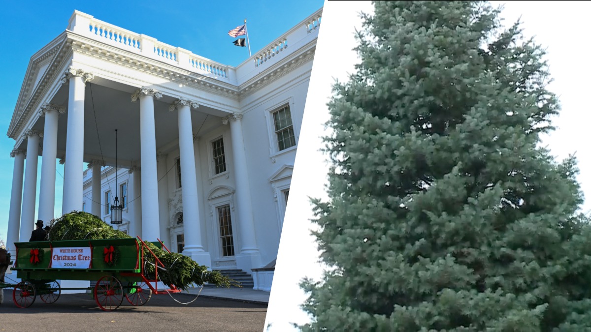 White House Christmas tree selected for 2026 holiday season – NBC Boston