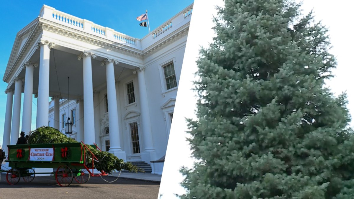 White House Christmas tree selected for 2026 holiday season – NBC Boston