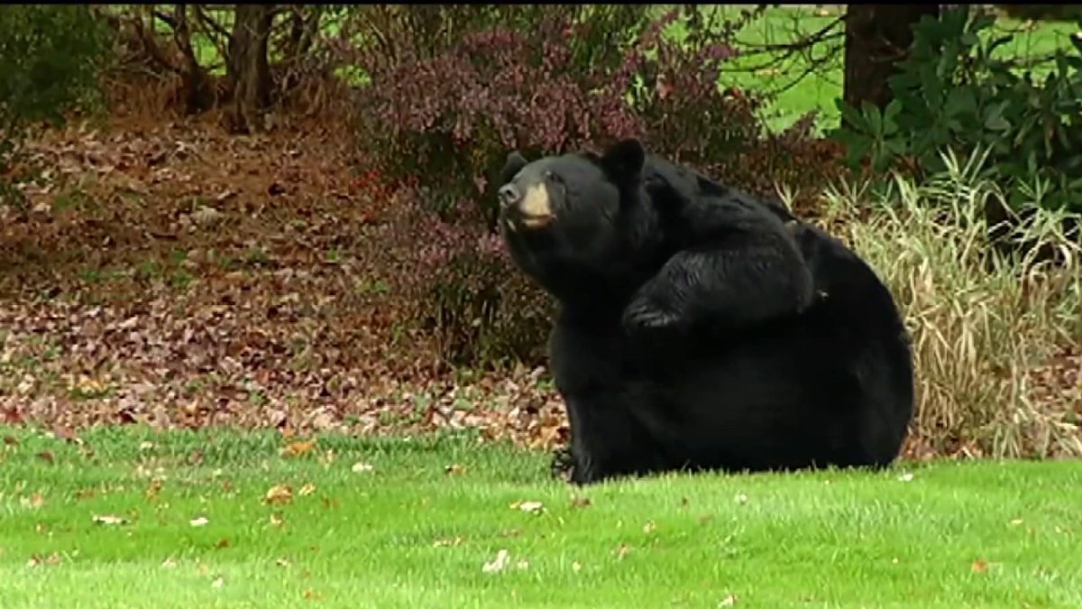 Bear shooting renews debate over Connecticut regulations
