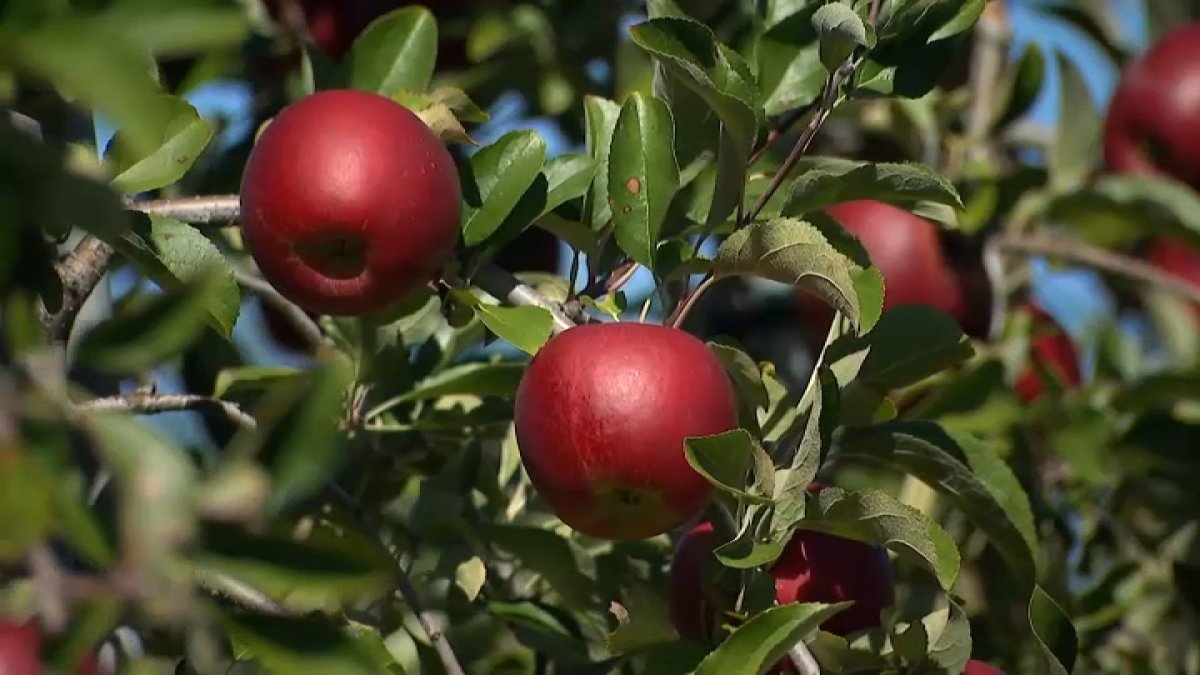 Apple-picking and leaf-peeping: Fall in full swing in New England