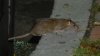 Rats are forcing some in Boston to make costly car repairs