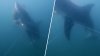 Fast food: Watch a great white shark snatch a fish from a line off Cape Cod