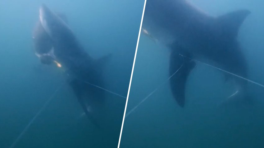 Stills from National Geographic video of a juvenile great white shark eating a hooked fish off Massachusetts on June 29, 2026.