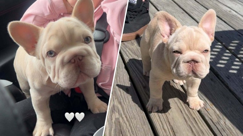 Images shared by Brockton Animal Control of a French bulldog puppy named Eve that was taken from a truck in Brockton, Massachusetts, on Thursday, Oct. 1, 2026.