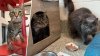 MSPCA caring for 84 cats recovered from Reading home where mother was found slain