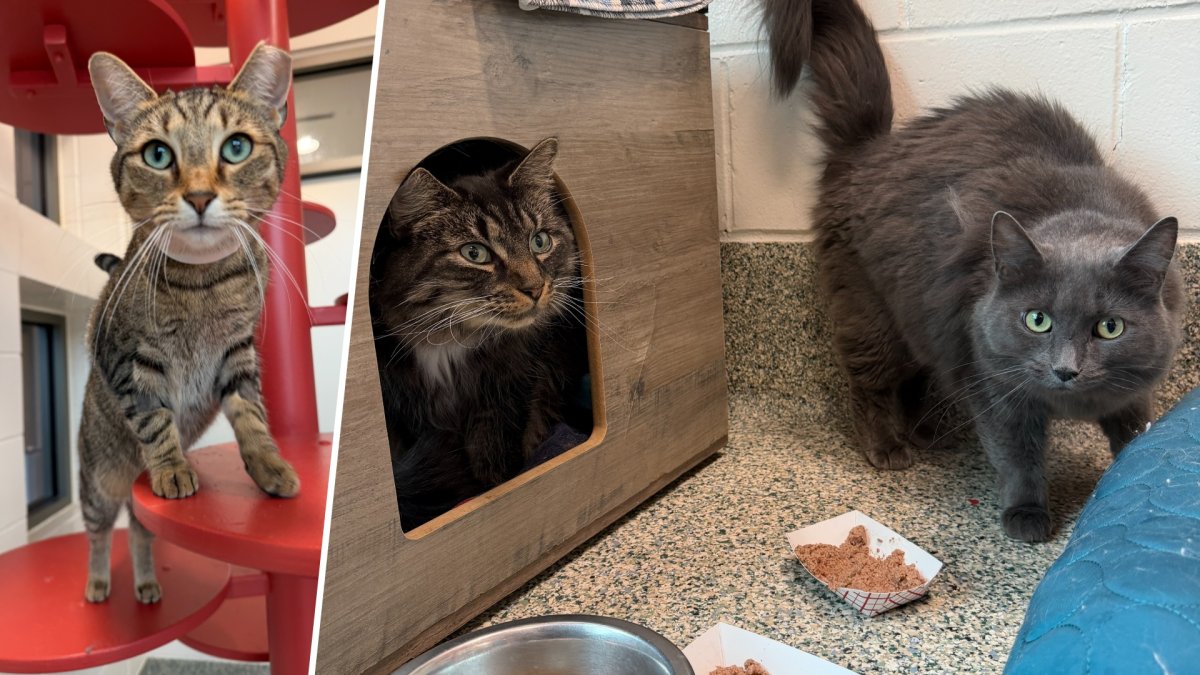 MSPCA Rescues Cats After Andria Hanafin Killed