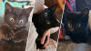 7-week-old kitten rescued after being found dodging traffic on I-93 in Woburn