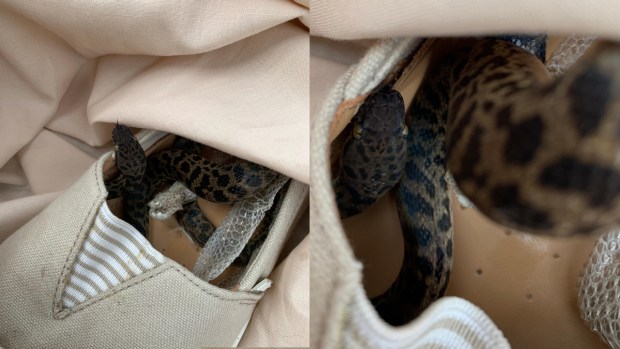 [NATL] Unbelievable Animal Stories: Woman Discovers Snake Rode a Plane in Her Luggage