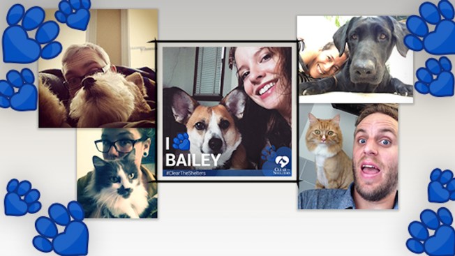 #LoveMyPet: Share Your Love